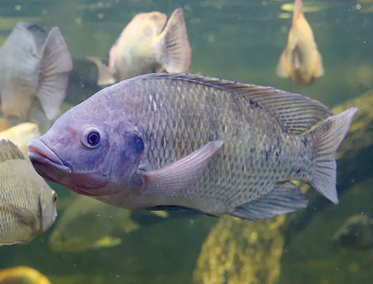 Tilapia: A Powerful Ally for Florida Pond Management
