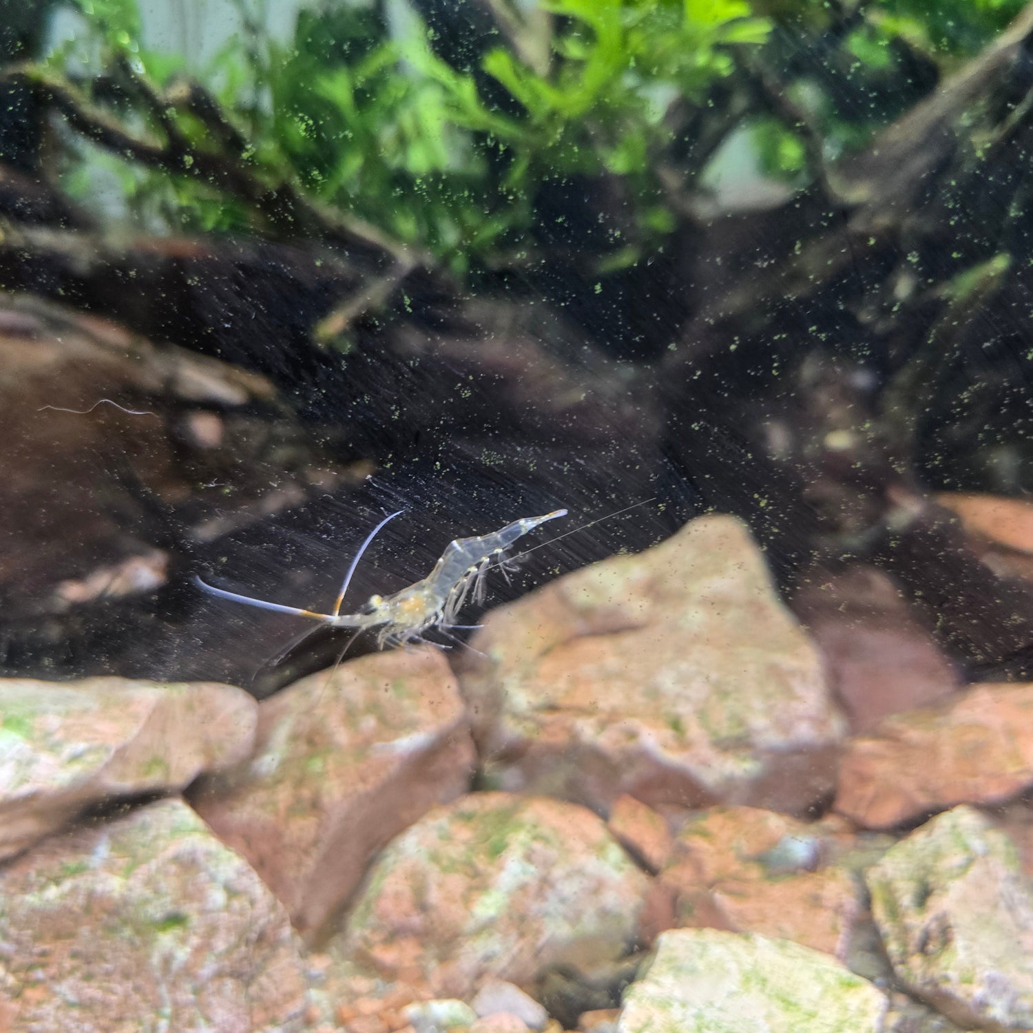 Ghost Shrimp: A Hidden Asset for Florida Pond Ecosystems