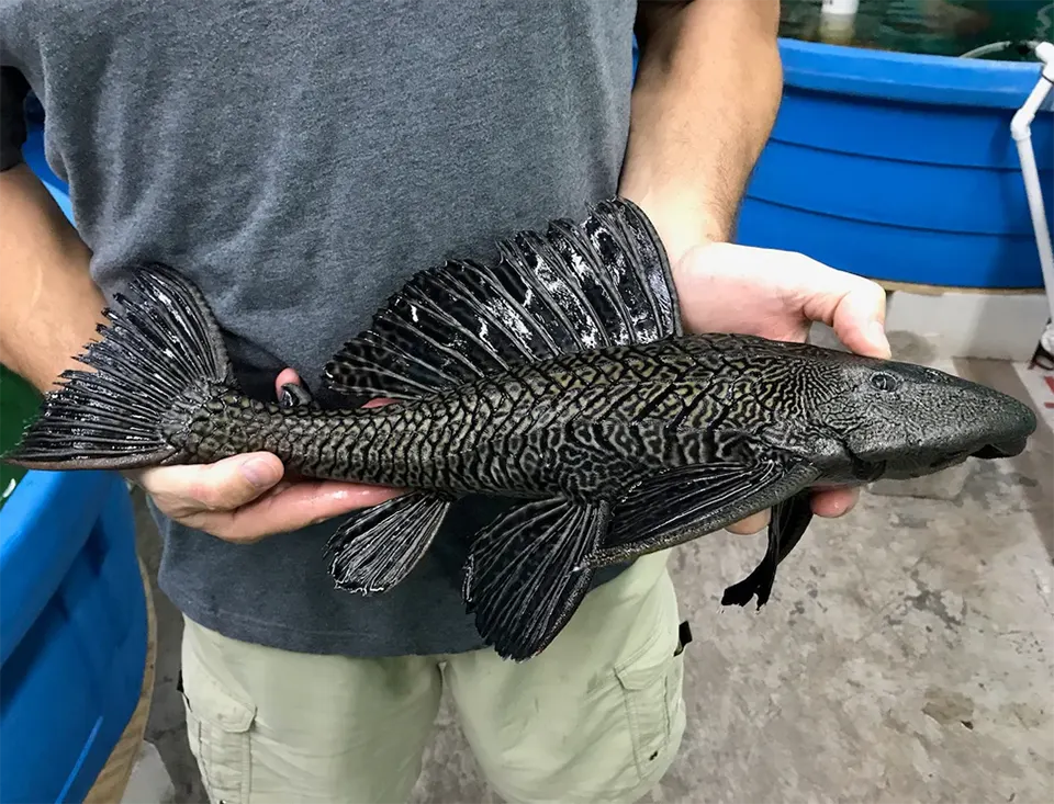 Common Plecos: The Natural Cleaners for Florida Ponds