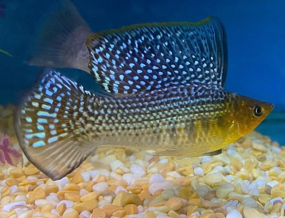 Sailfin Mollies: A Hidden Gem for Florida Ponds