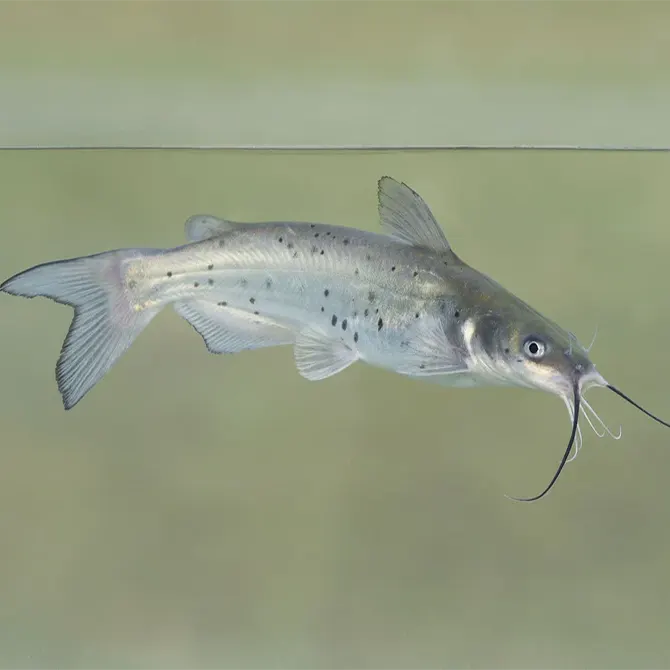 Channel Catfish: A Hardy and Reliable Fish for Florida Ponds