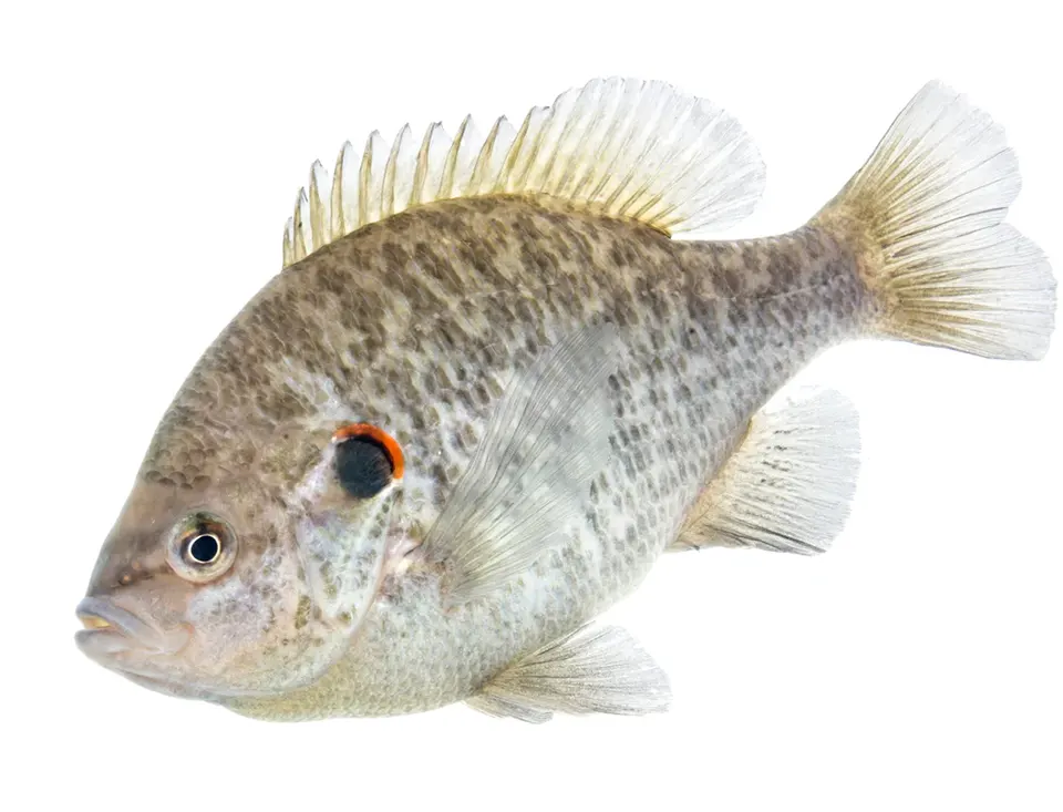 The Benefits of Stocking Redear Sunfish in Your Pond