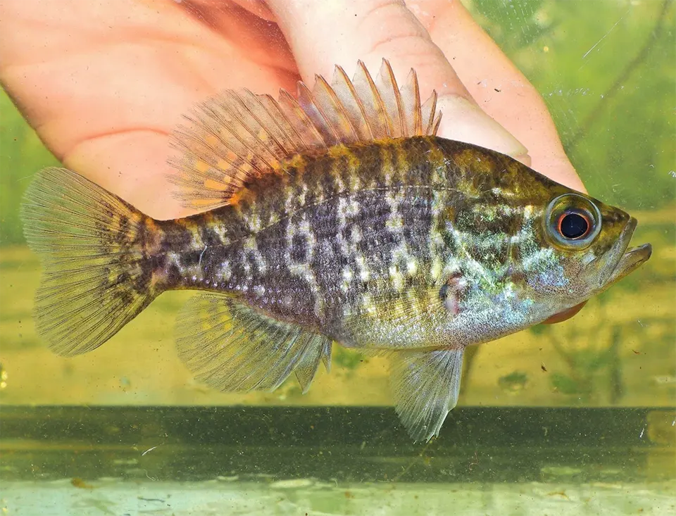 The Benefits of Stocking Warmouth in Your Pond