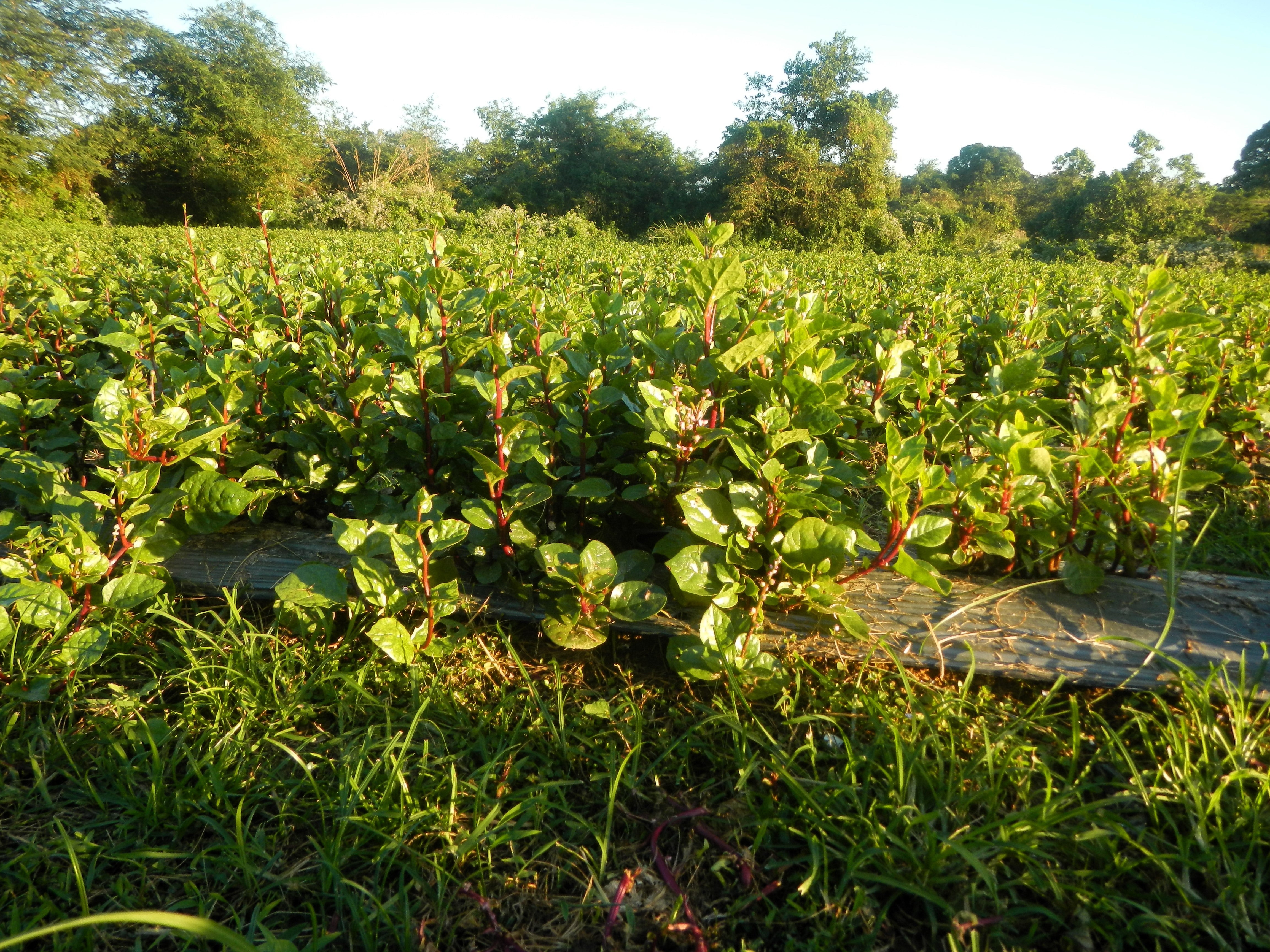 50 RED Stem MALABAR SPINACH Red Vine Ceylon Basella Alba Rubra Vegetable Seeds