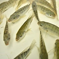 Tilapia