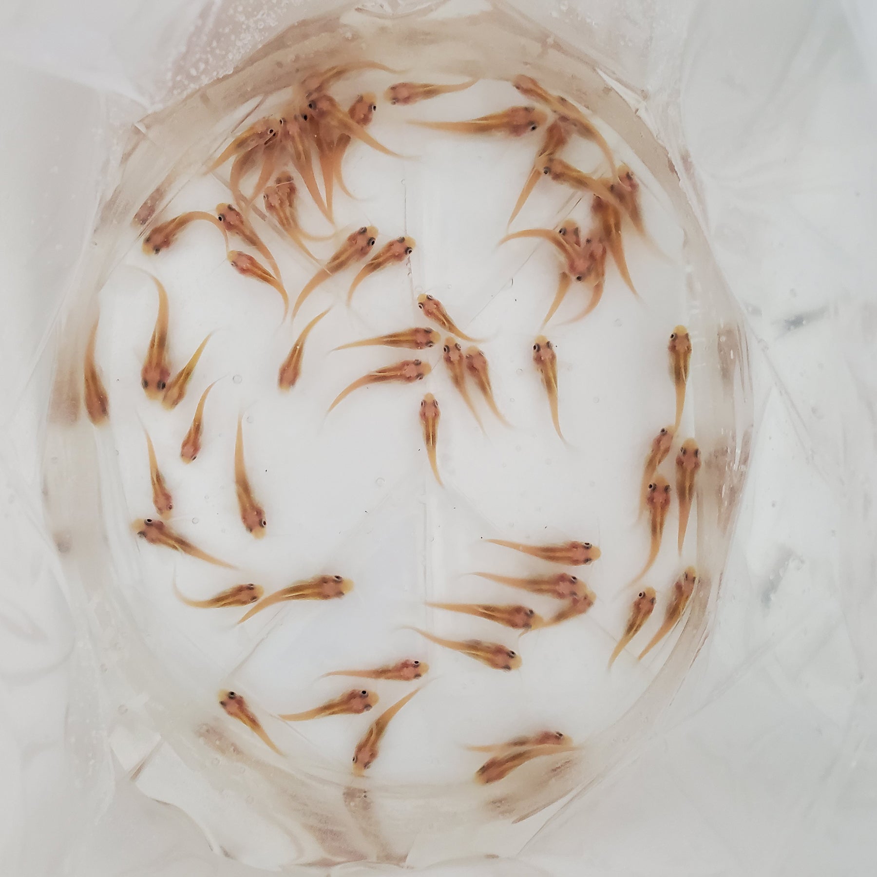 Albino Channel Catfish