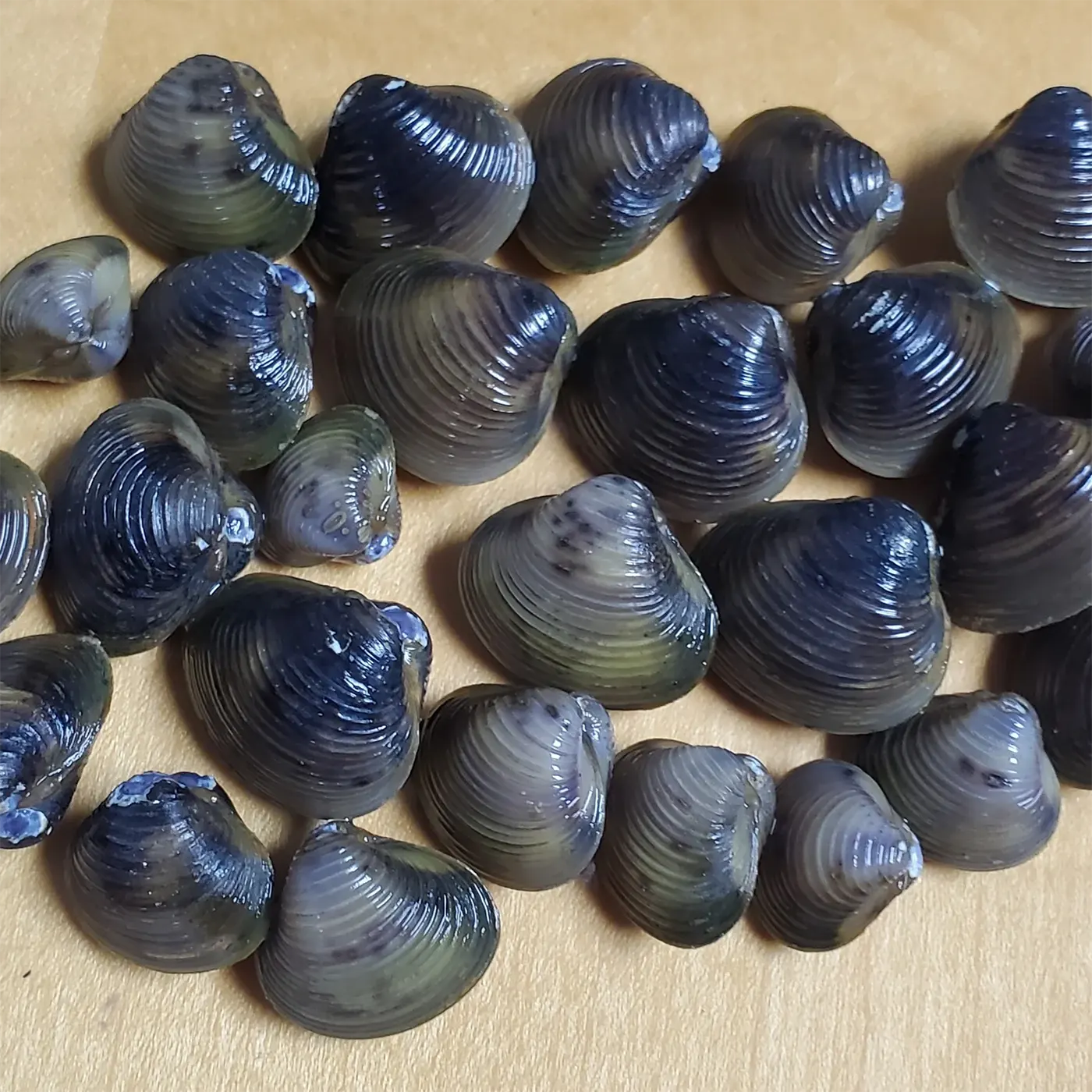 Asian Clams