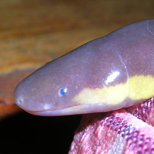 Caecilian Minimum 12-inches