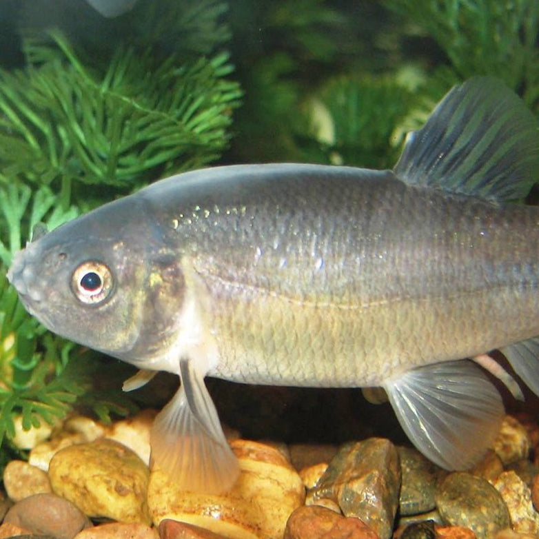 Fathead Minnow