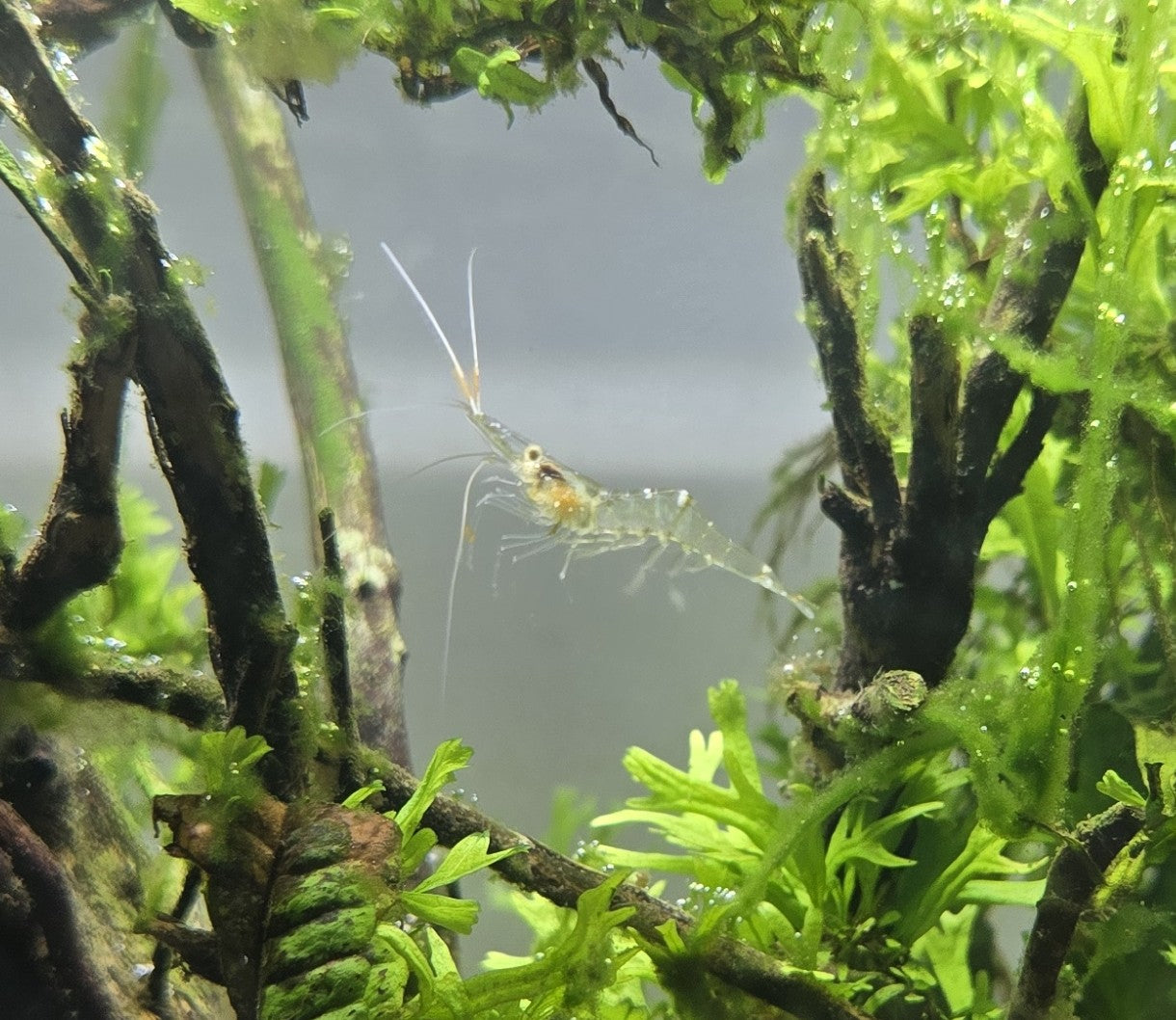 Grass Shrimp