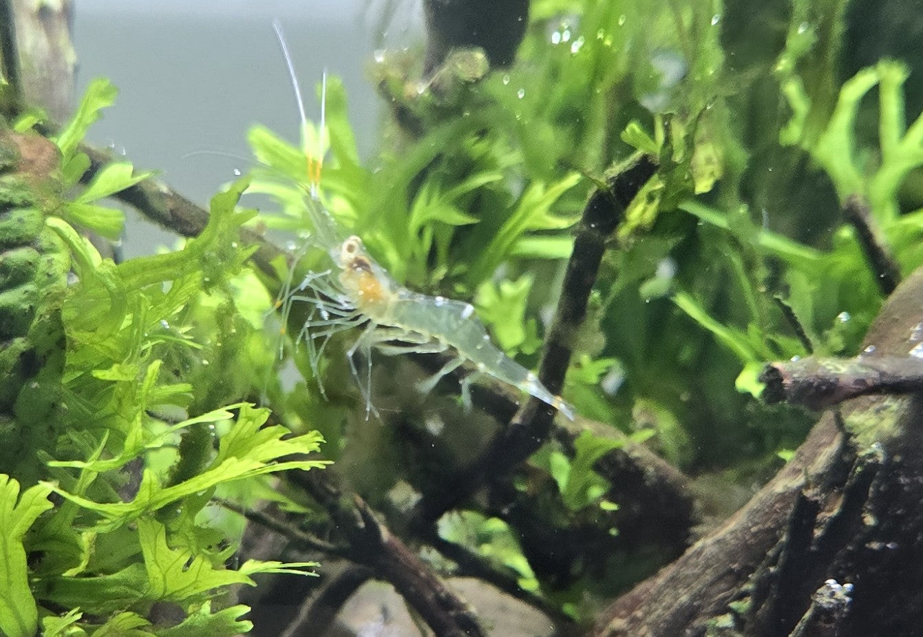 Grass Shrimp