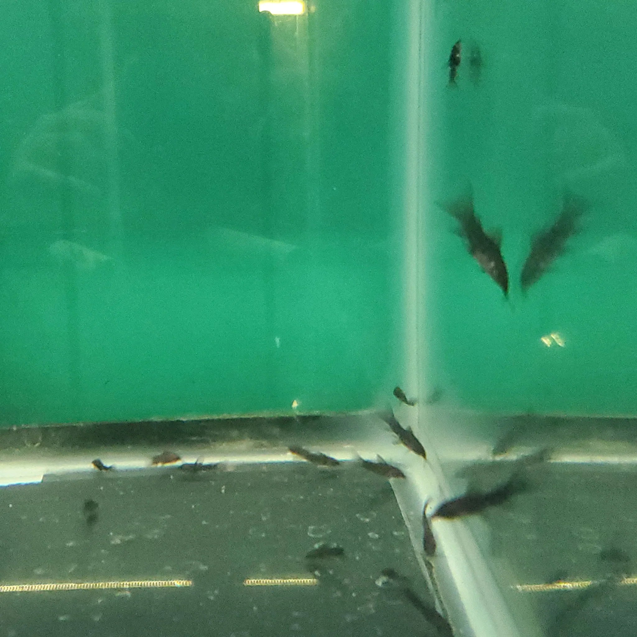 Hoplo: Armored Catfish