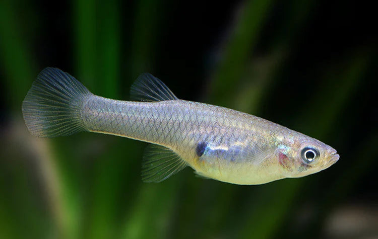 Mosquito Fish