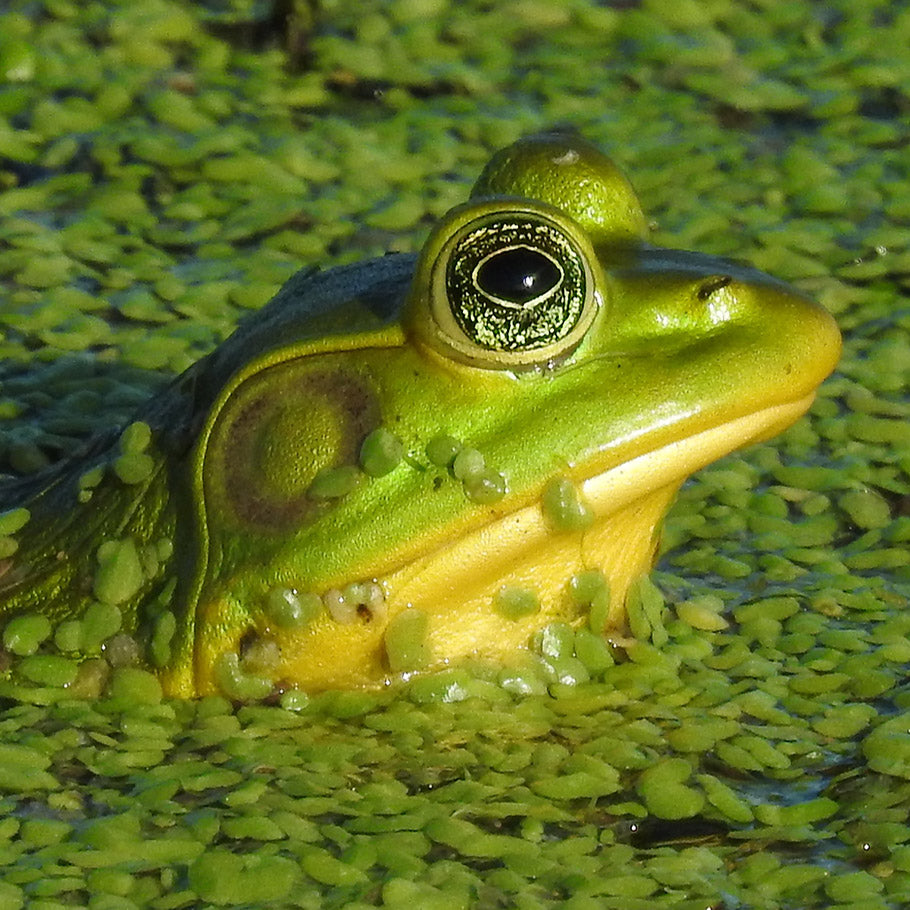 Southern Bullfrogs(Pig Frogs)