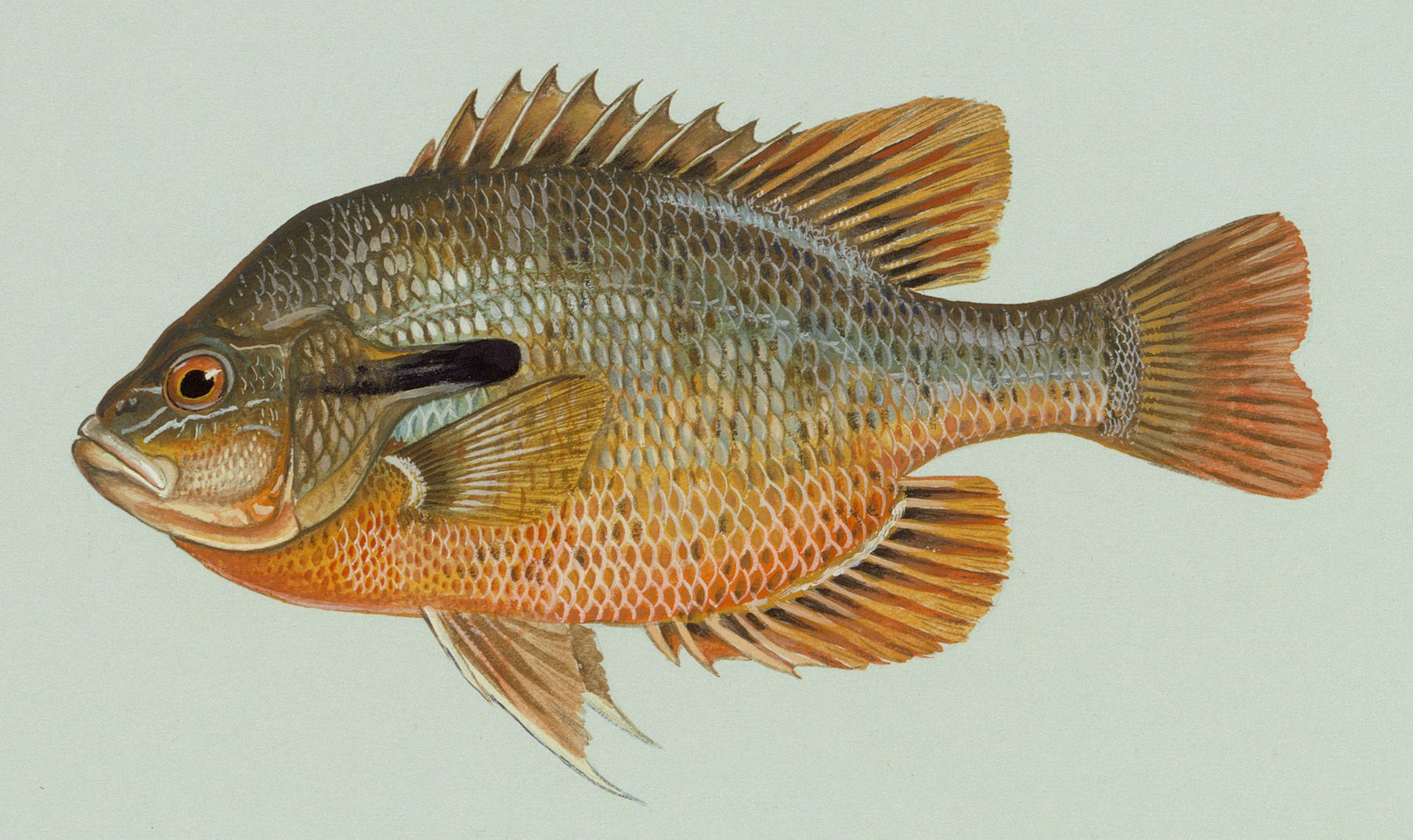 Red-Breasted Sunfish