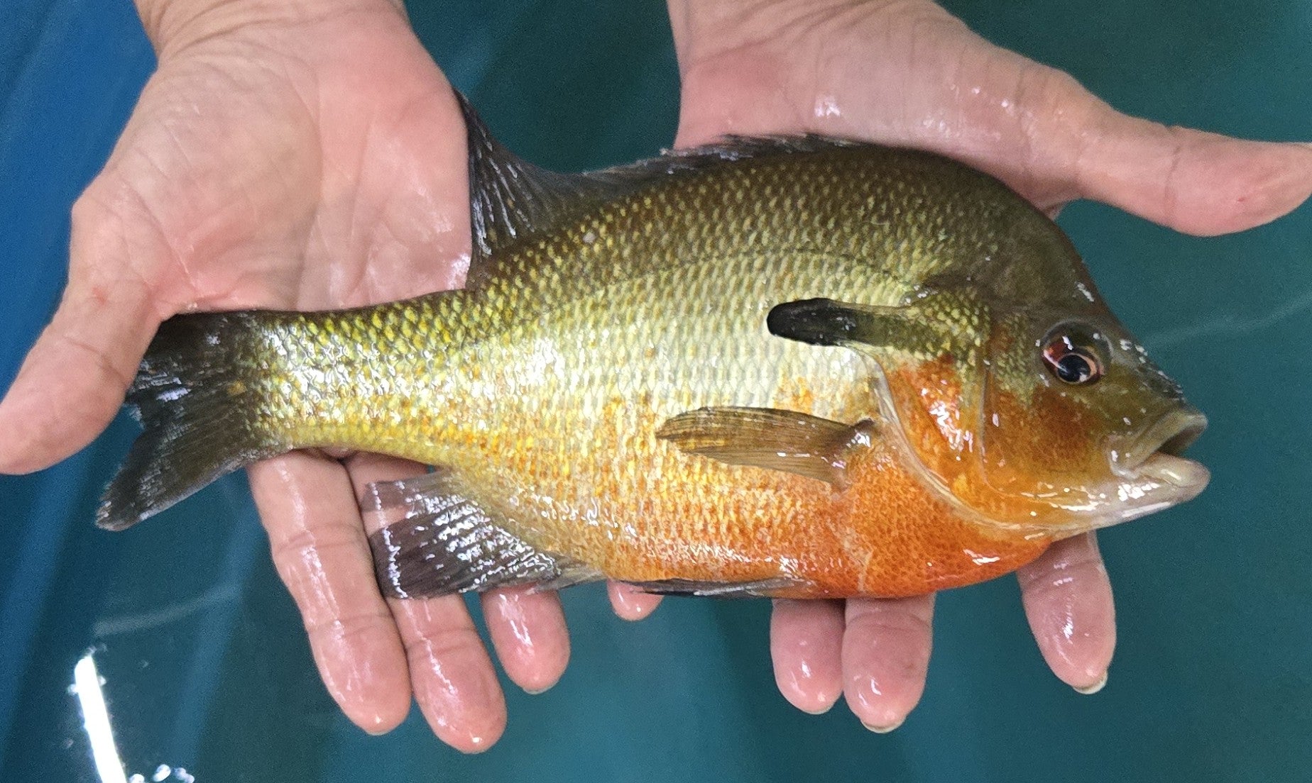 Red-Breasted Sunfish