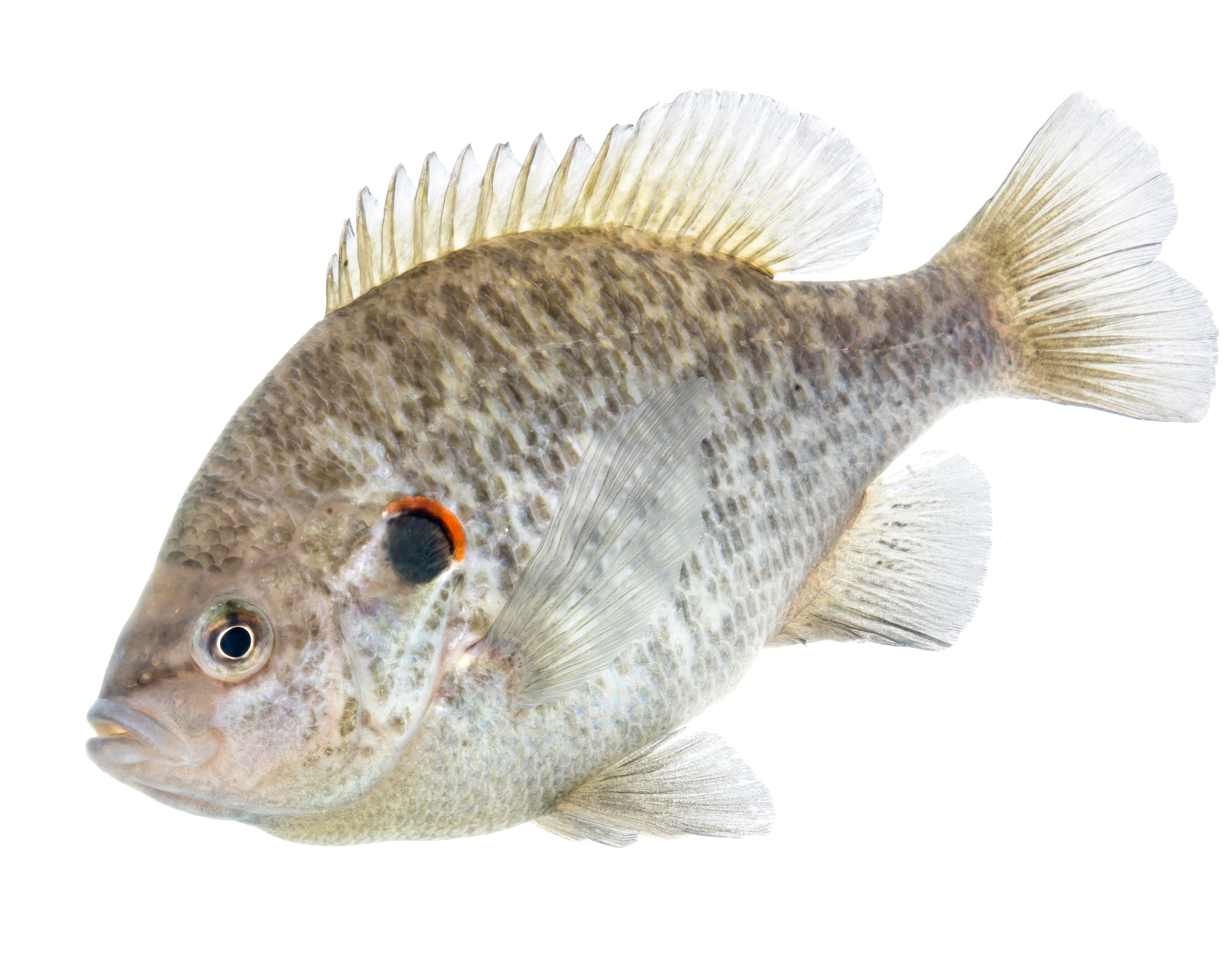 Redear Sunfish aka Shellcracker