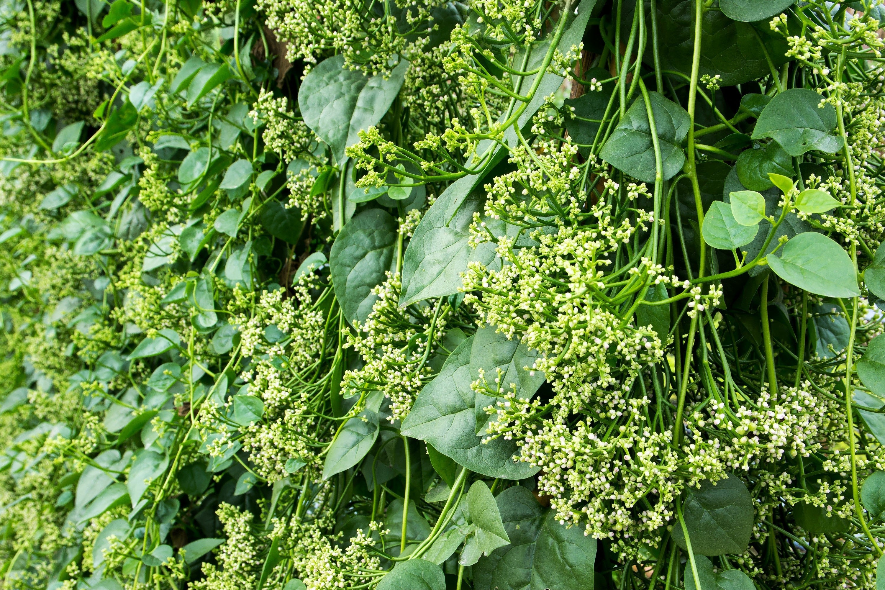 50 GREEN VINES SUPREME MALABAR SPINACH Ceylon Basella Alba Vegetable Seeds