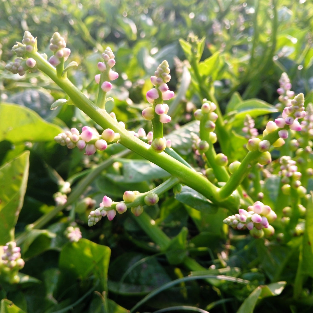 50 BIG ROUND LEAF MALABAR SPINACH Vine Ceylon Basella Alba Vegetable Seeds