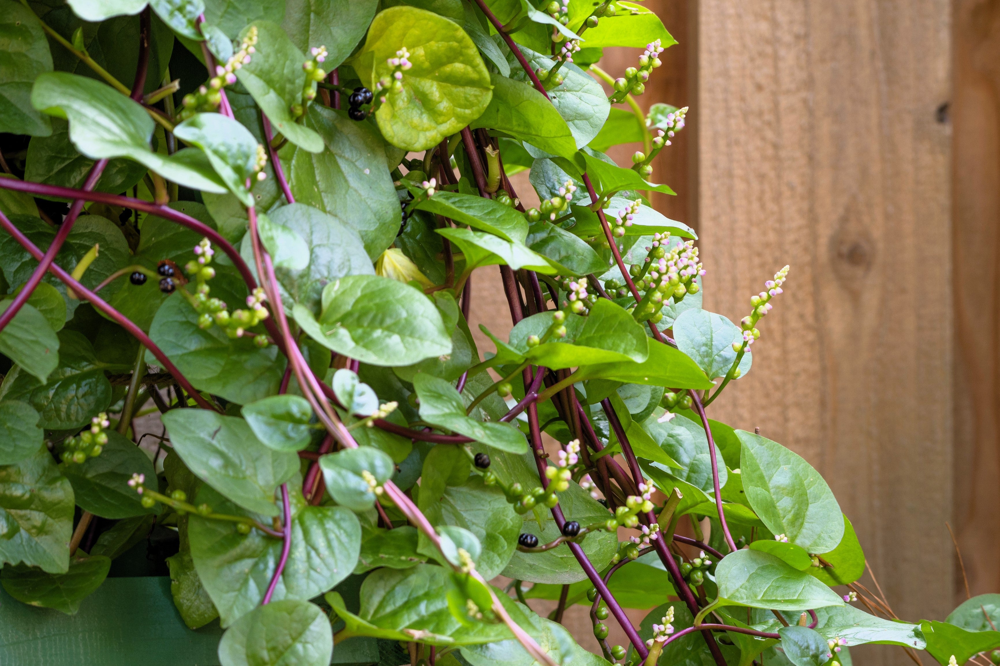 50 RED Stem MALABAR SPINACH Red Vine Ceylon Basella Alba Rubra Vegetable Seeds