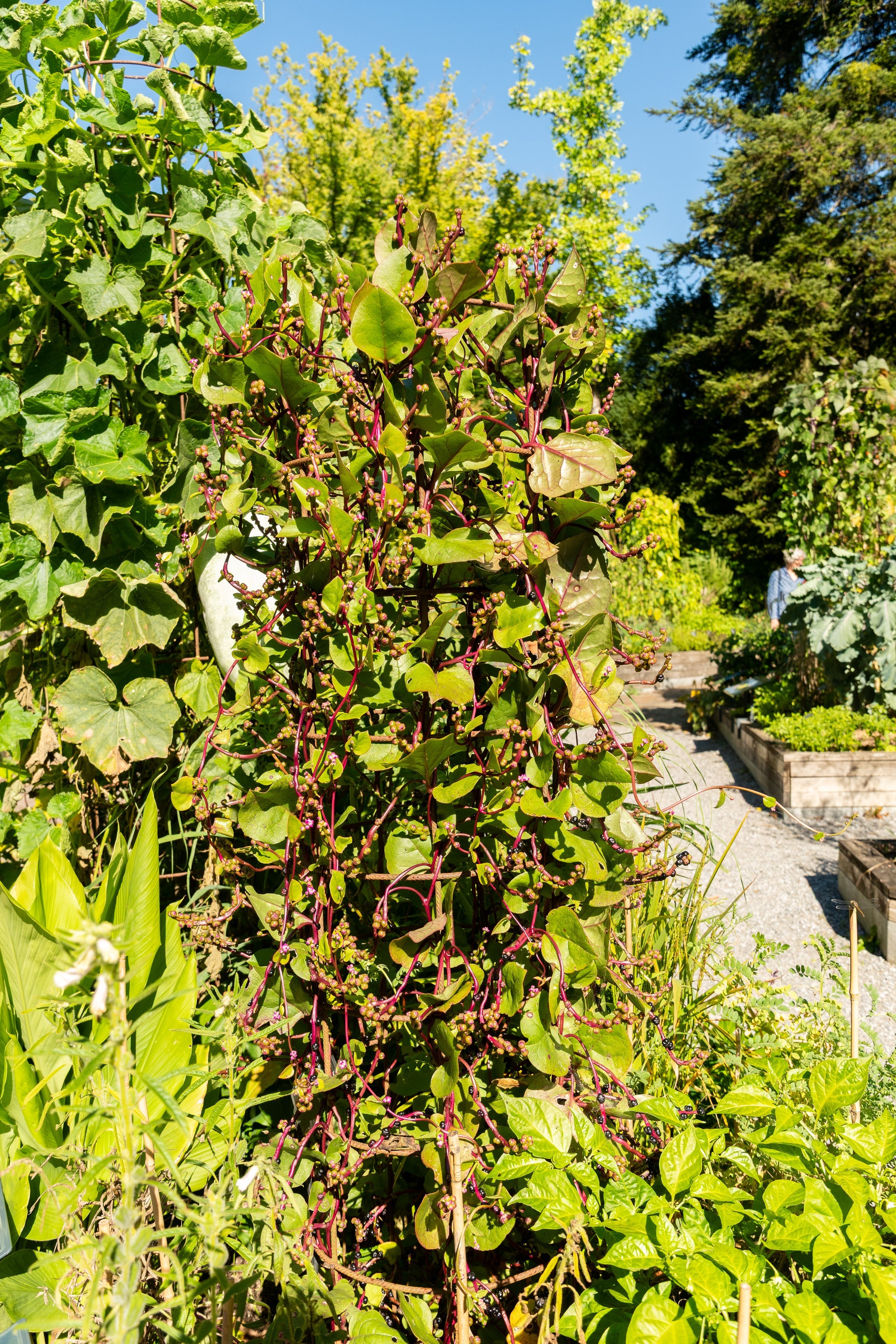 50 RED Stem MALABAR SPINACH Red Vine Ceylon Basella Alba Rubra Vegetable Seeds