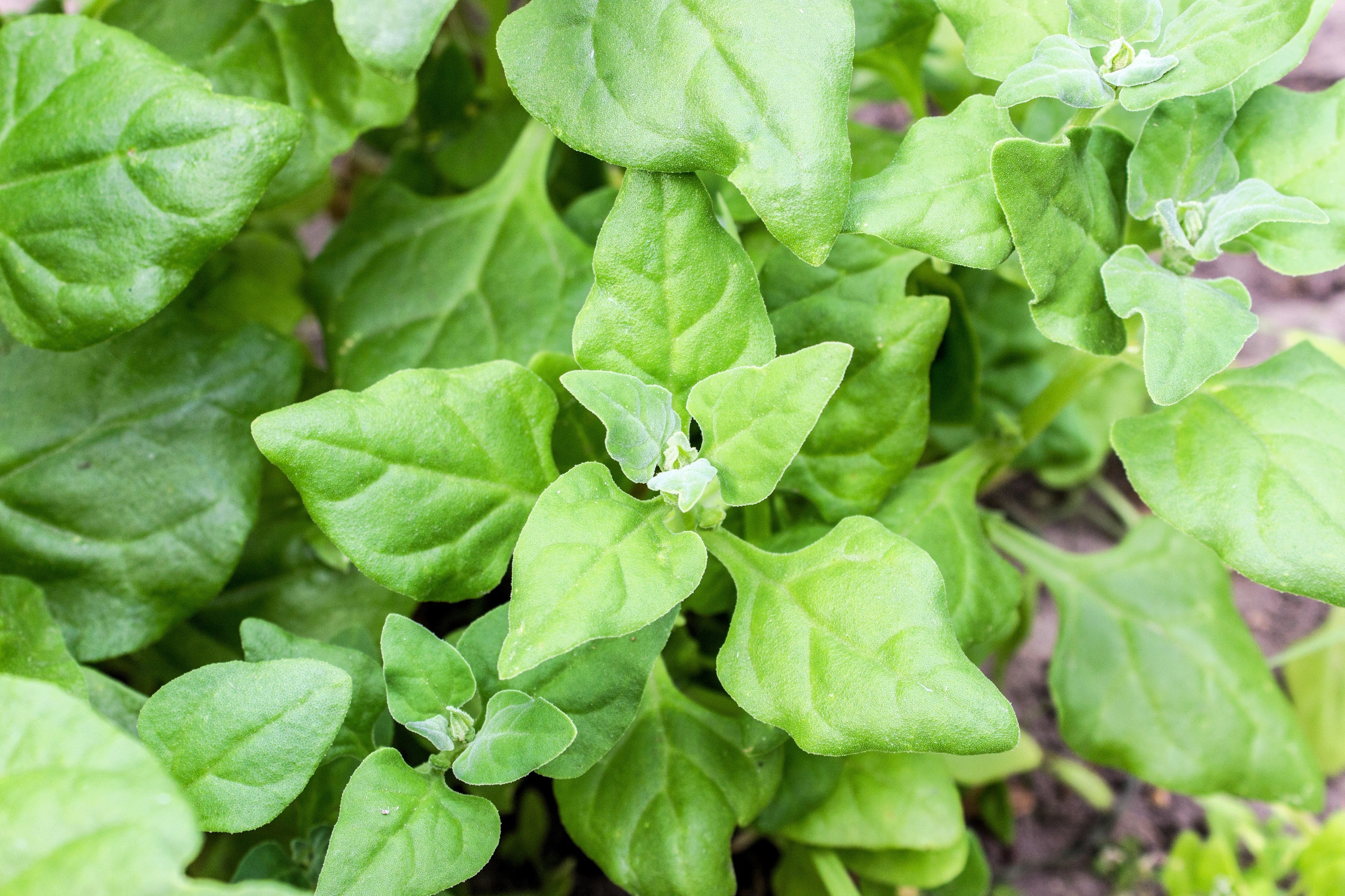 60 NEW ZEALAND SPINACH Tetragonia Tetragonioides Vegetable Greens Seeds