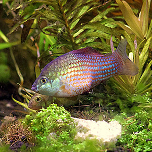 Flagfish: Algae Eaters