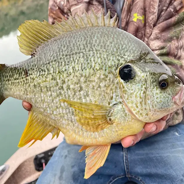 Redear Sunfish aka Shellcracker