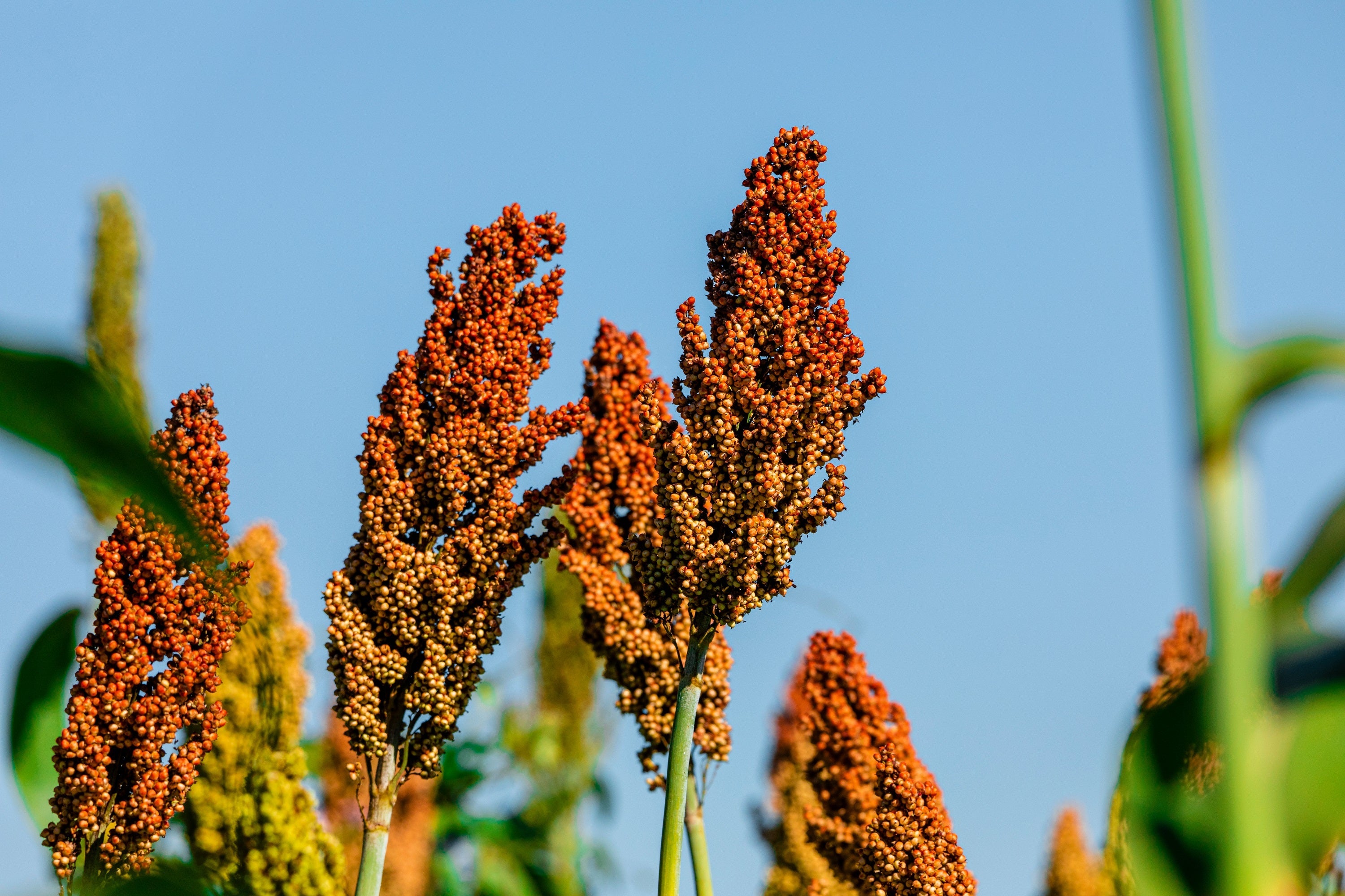 1 Lb BULK HONEY DRIP SORGHUM Bicolor Honey Drop Syrup Grain Vegetable Pound 22,400 Seeds