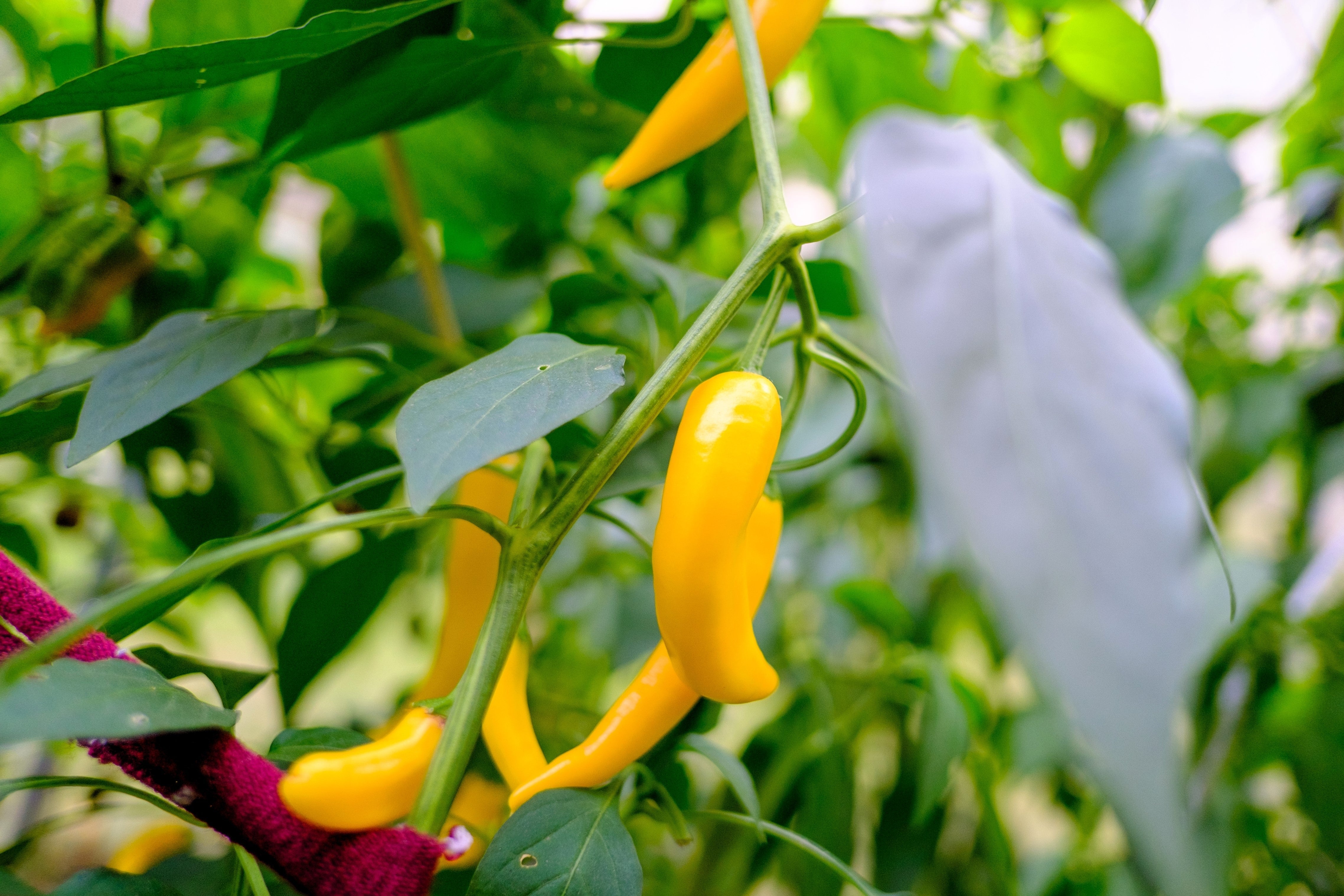 50 GOLDEN CAYENNE PEPPER Hot Yellow Capsicum Annuum Vegetable Seeds