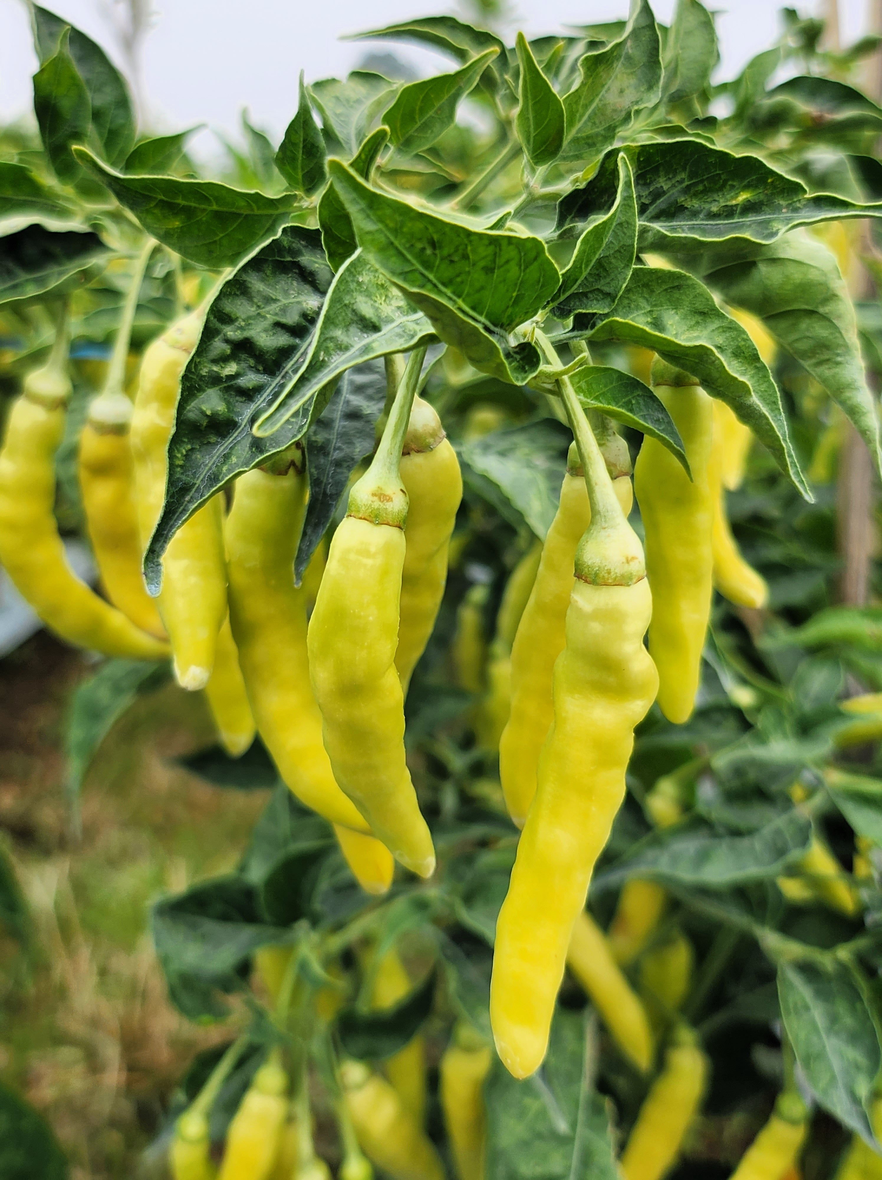 50 GOLDEN CAYENNE PEPPER Hot Yellow Capsicum Annuum Vegetable Seeds