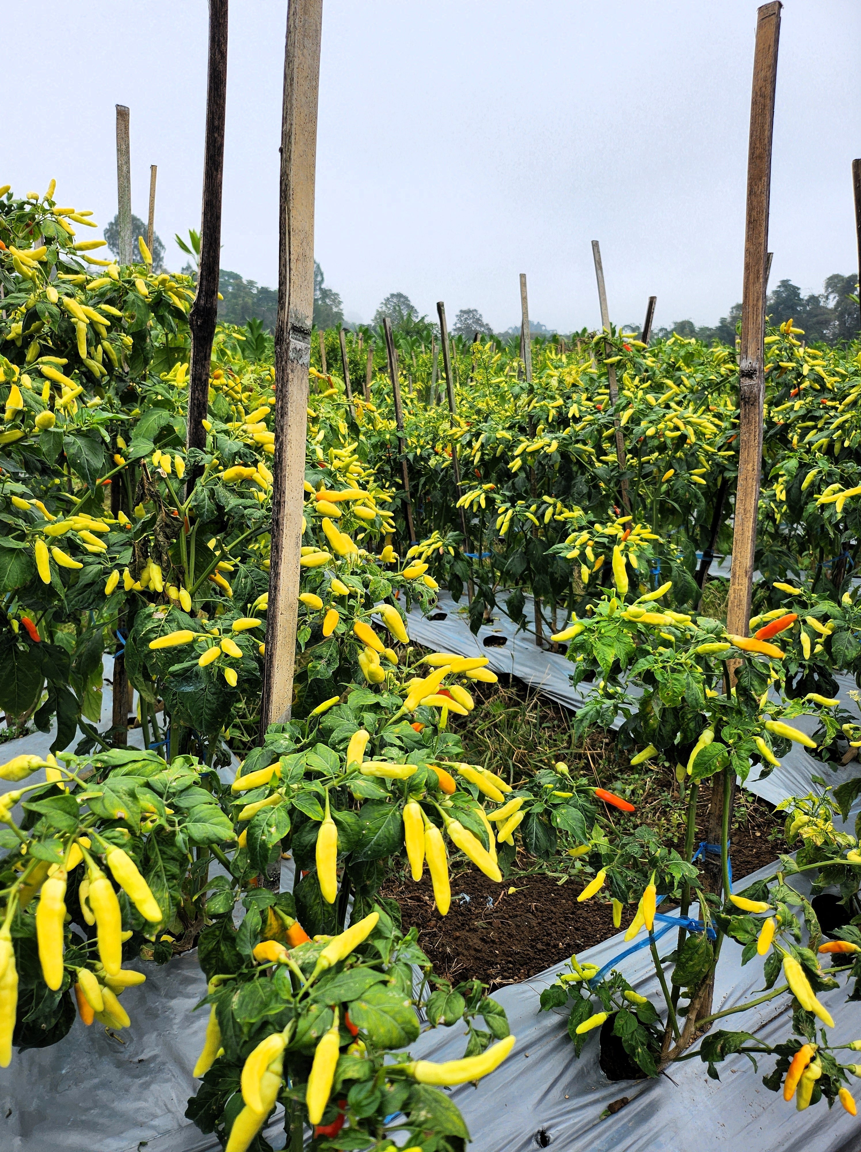50 GOLDEN CAYENNE PEPPER Hot Yellow Capsicum Annuum Vegetable Seeds