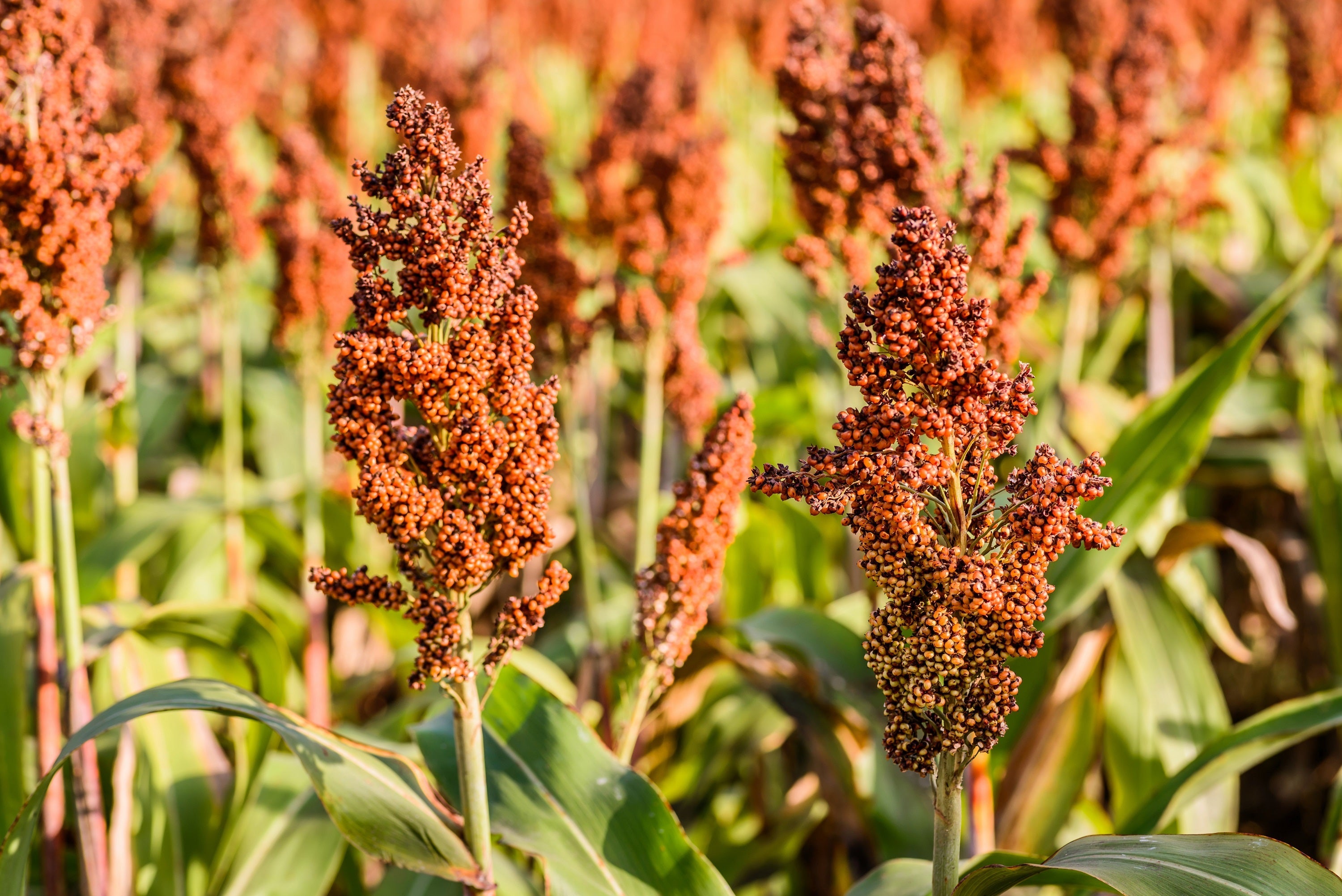 1 Lb BULK HONEY DRIP SORGHUM Bicolor Honey Drop Syrup Grain Vegetable Pound 22,400 Seeds