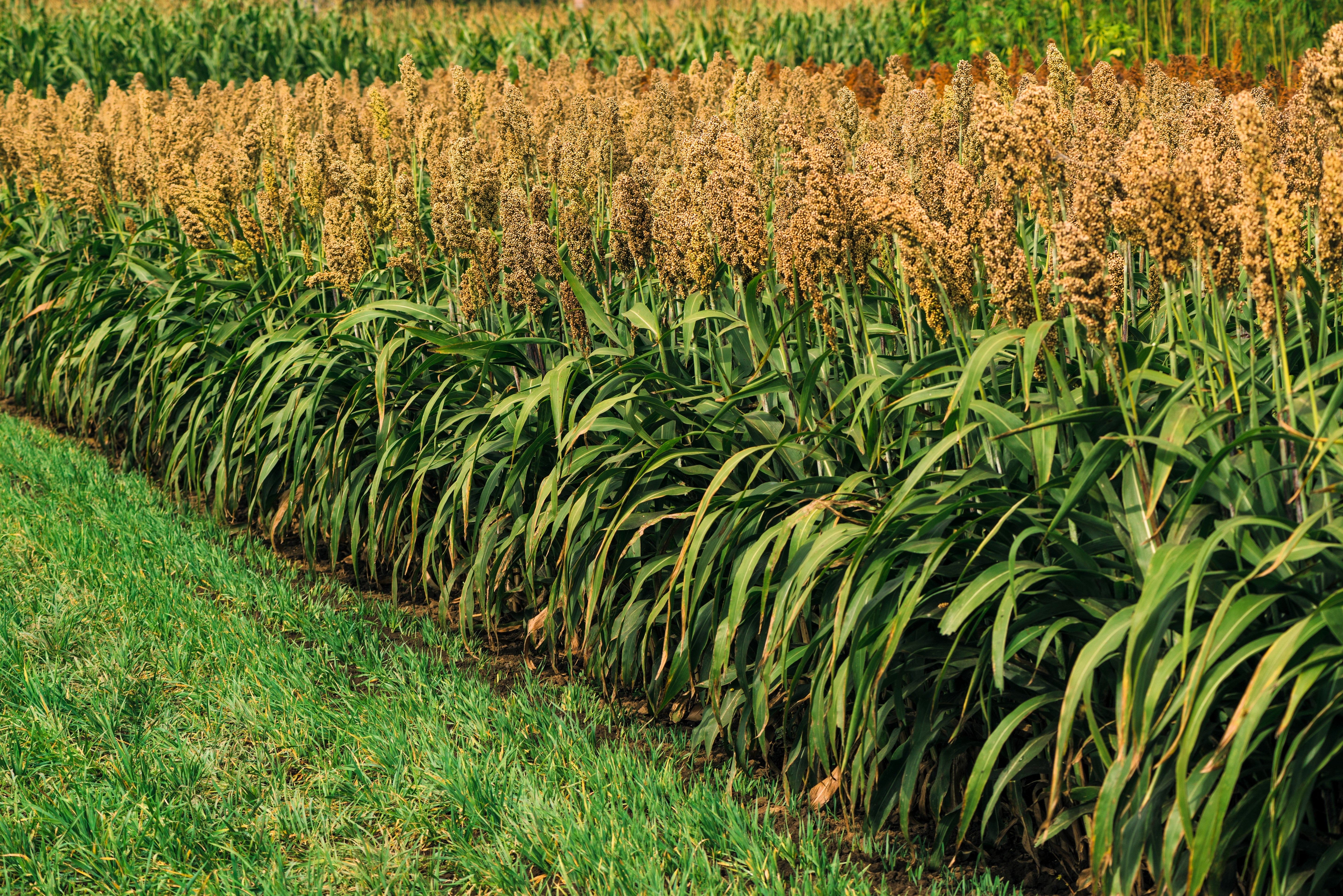 1 Lb BULK HONEY DRIP SORGHUM Bicolor Honey Drop Syrup Grain Vegetable Pound 22,400 Seeds
