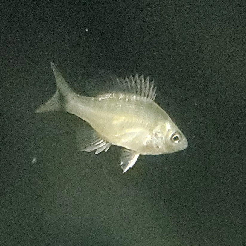 Bluegill