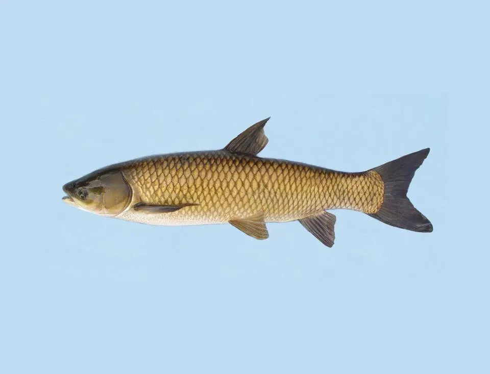 Sterile Grass Carp: Smart Weed Control for Florida Ponds