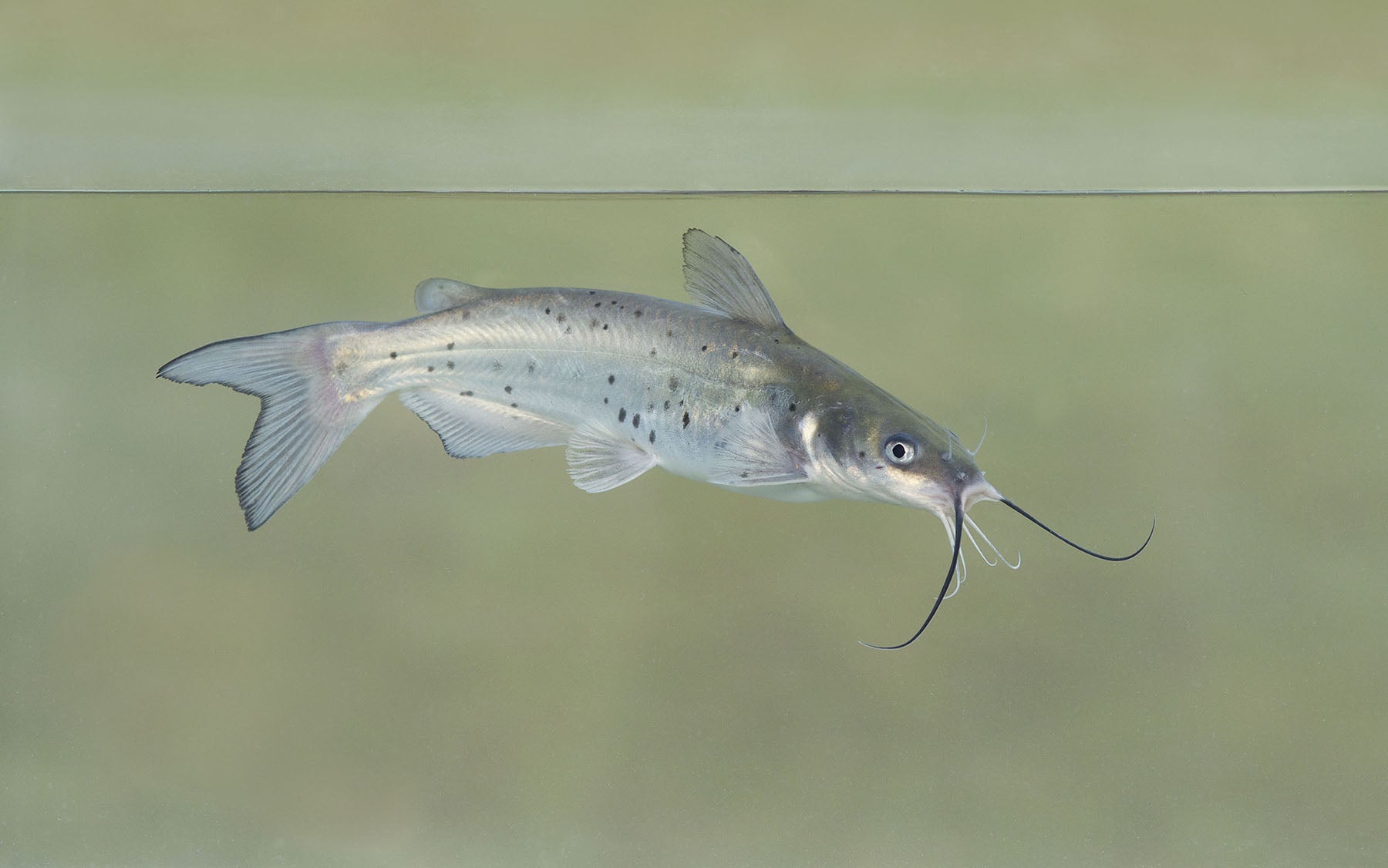 Channel Catfish: A Hardy and Reliable Fish for Florida Ponds