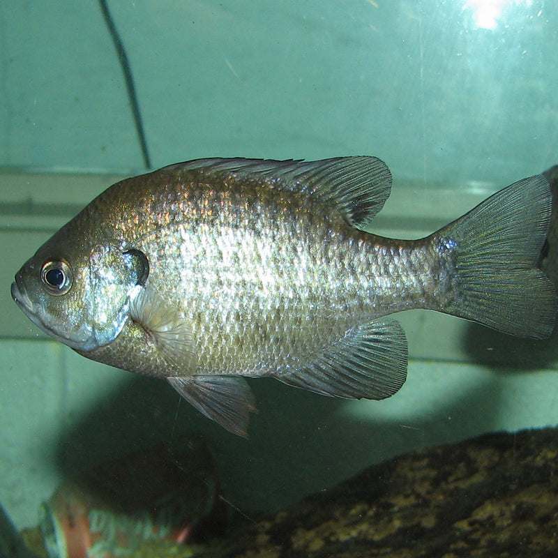 Pond Stocking Fish in Florida