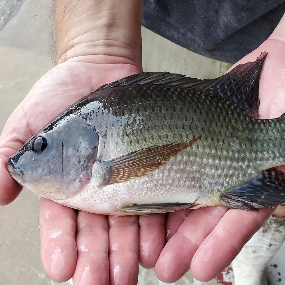 Tilapia