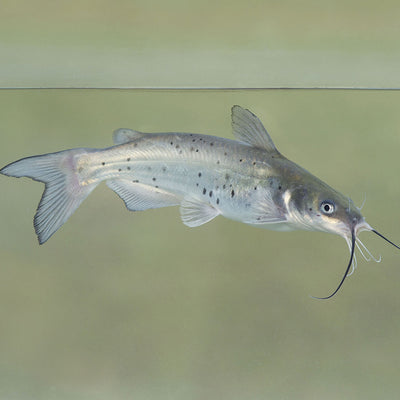 Pond Stocking Fish in Florida