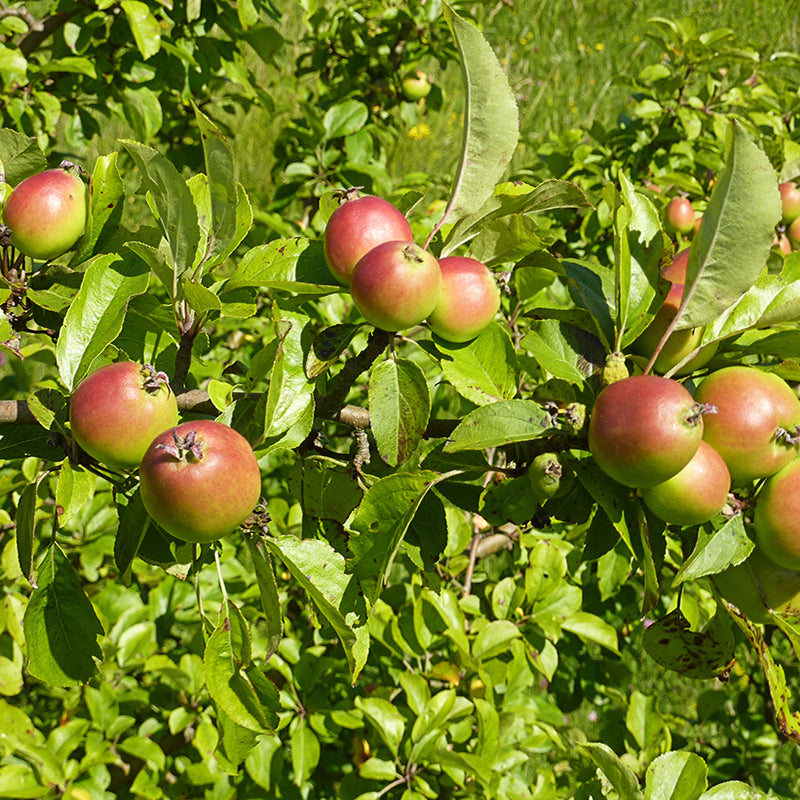 Crabapples