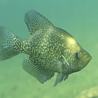 Crappie