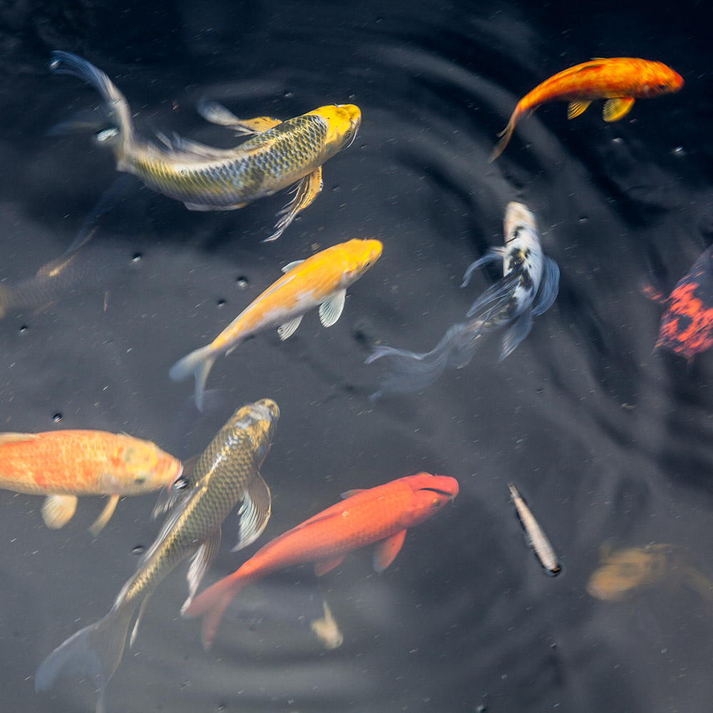 Koi
