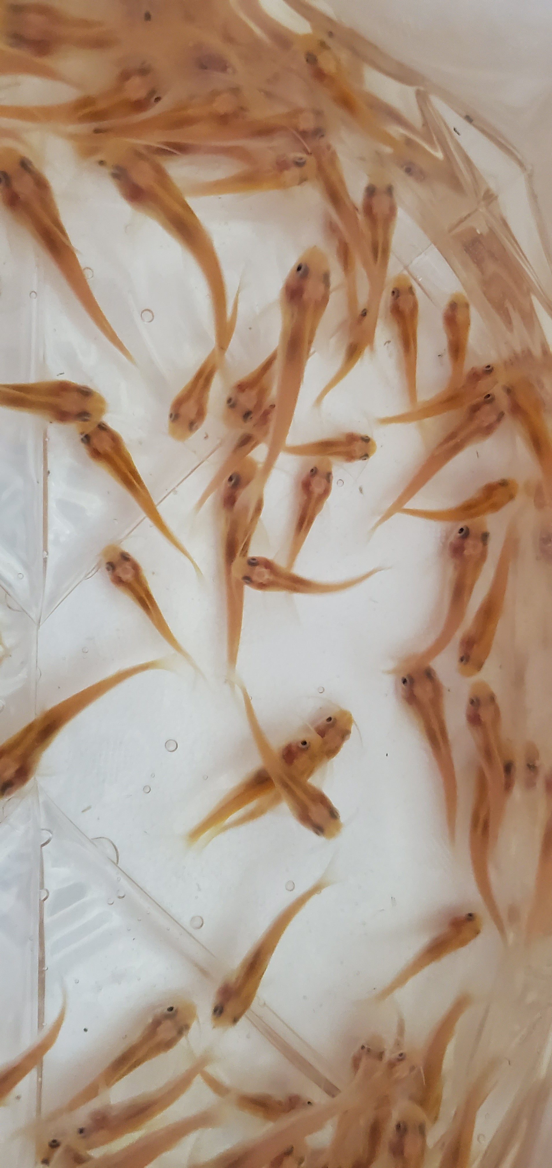 Albino Channel Catfish