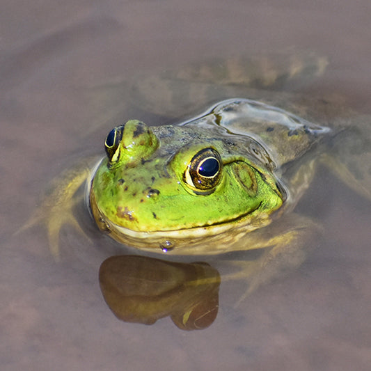 Bullfrogs