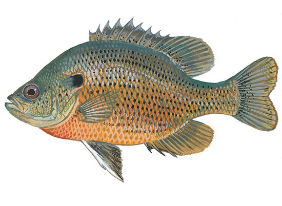 Spotted Sunfish