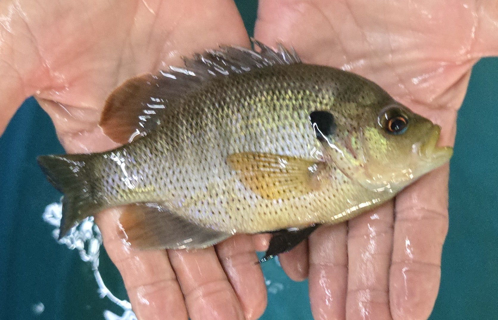 Spotted Sunfish