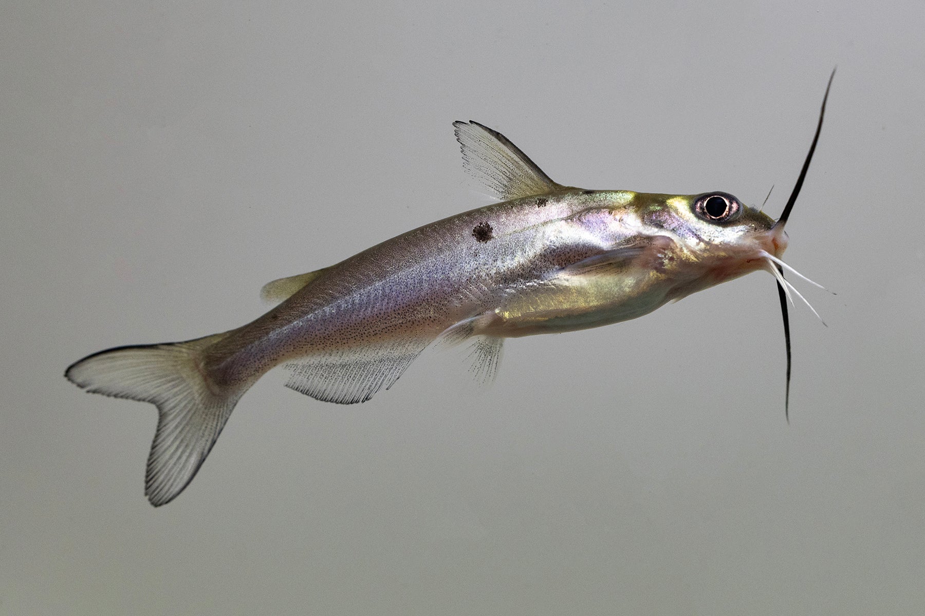 Regular Channel Catfish