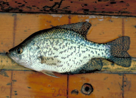 Crappie