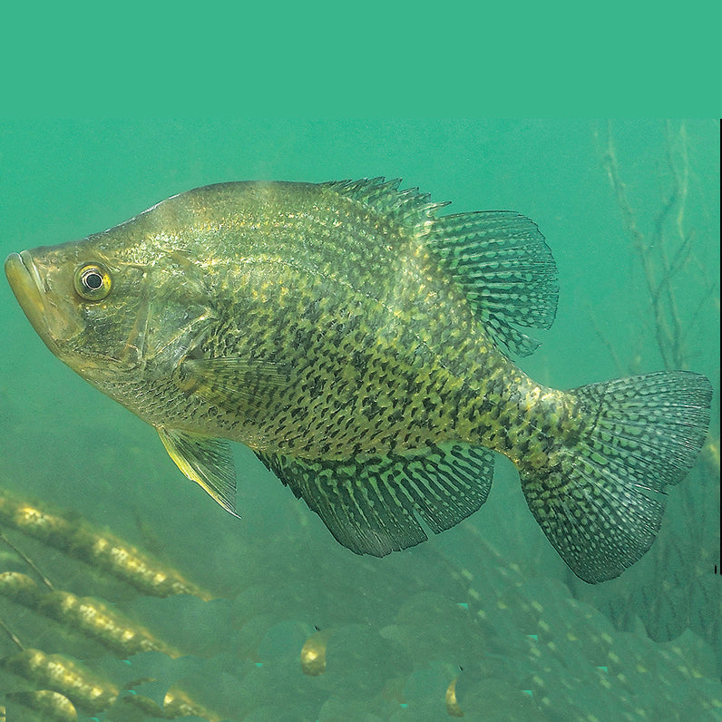 Charpai Fish Crappie – Shongaloo Fisheries